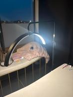 Moonlight wimper wenkbrauw lamp 2 stuks, Ophalen, Gebruikt