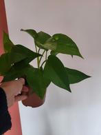 Drakenklimop kamerplant, Ophalen