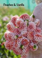 Dahlia knollen Peaces and Vanilla, Ophalen of Verzenden