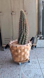 Grote cactus in aardewerken pot en mand, Ophalen, 100 tot 150 cm, In pot, Cactus