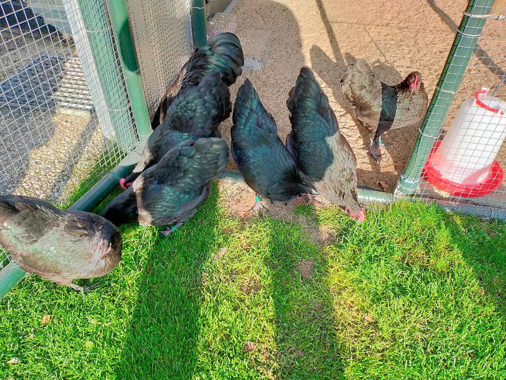 mooie Australorp krielen te koop, Dieren en Toebehoren, Pluimvee, Meerdere dieren, Kip