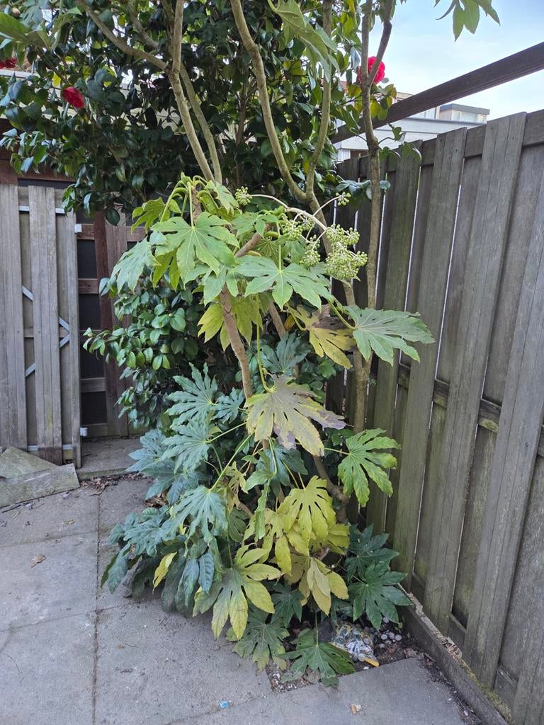 Grote Vingerplant (Fatsia Japonica), Tuin en Terras, Ophalen, Overige soorten, Halfschaduw