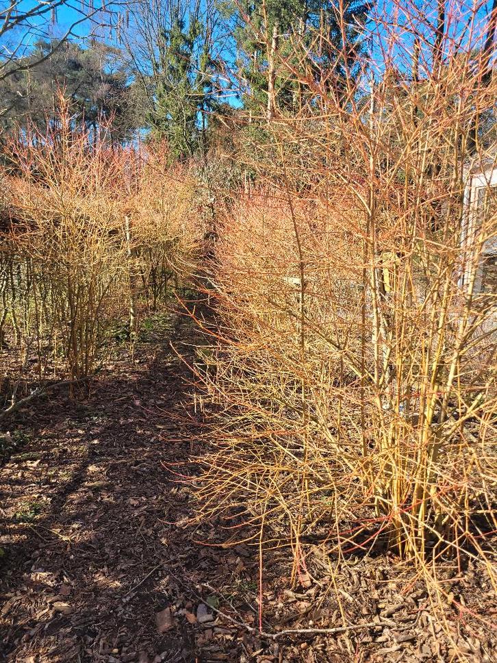 Gratis stekkies kornoelje inheems, bio, diverse maten, Tuin en Terras, Planten | Tuinplanten, Vaste plant, Overige soorten, Volle zon