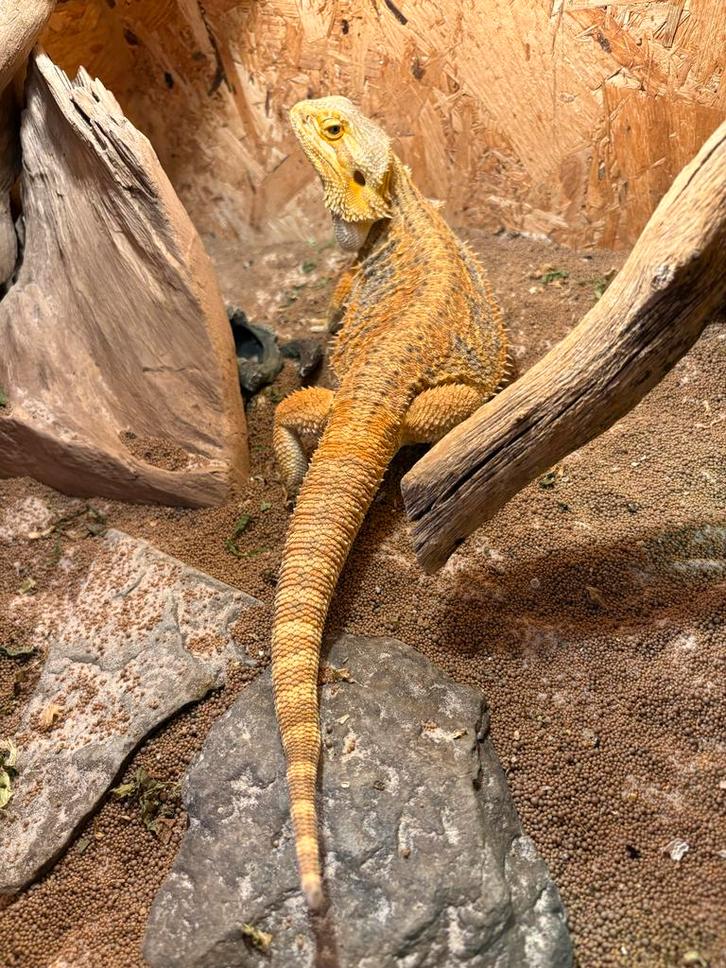 3 jarige baardagaam Bearded Dragon - female for sale from L.M.R.