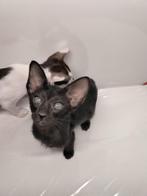 Oosterse Korthaar kittens ZUIVER RAS, Meerdere dieren, Ontwormd, 0 tot 2 jaar