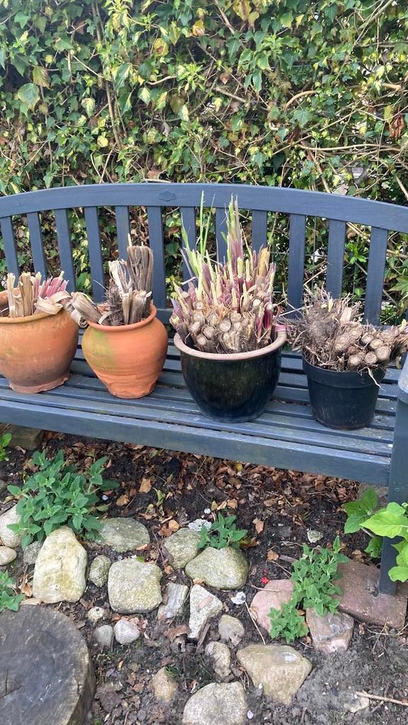 Te koop pampus pollen, Ophalen, Siergrassen, Volle zon