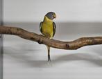 0-1 Grijs groen pruimenkop parkiet, Dieren en Toebehoren, Vrouwelijk, Parkiet, Geringd