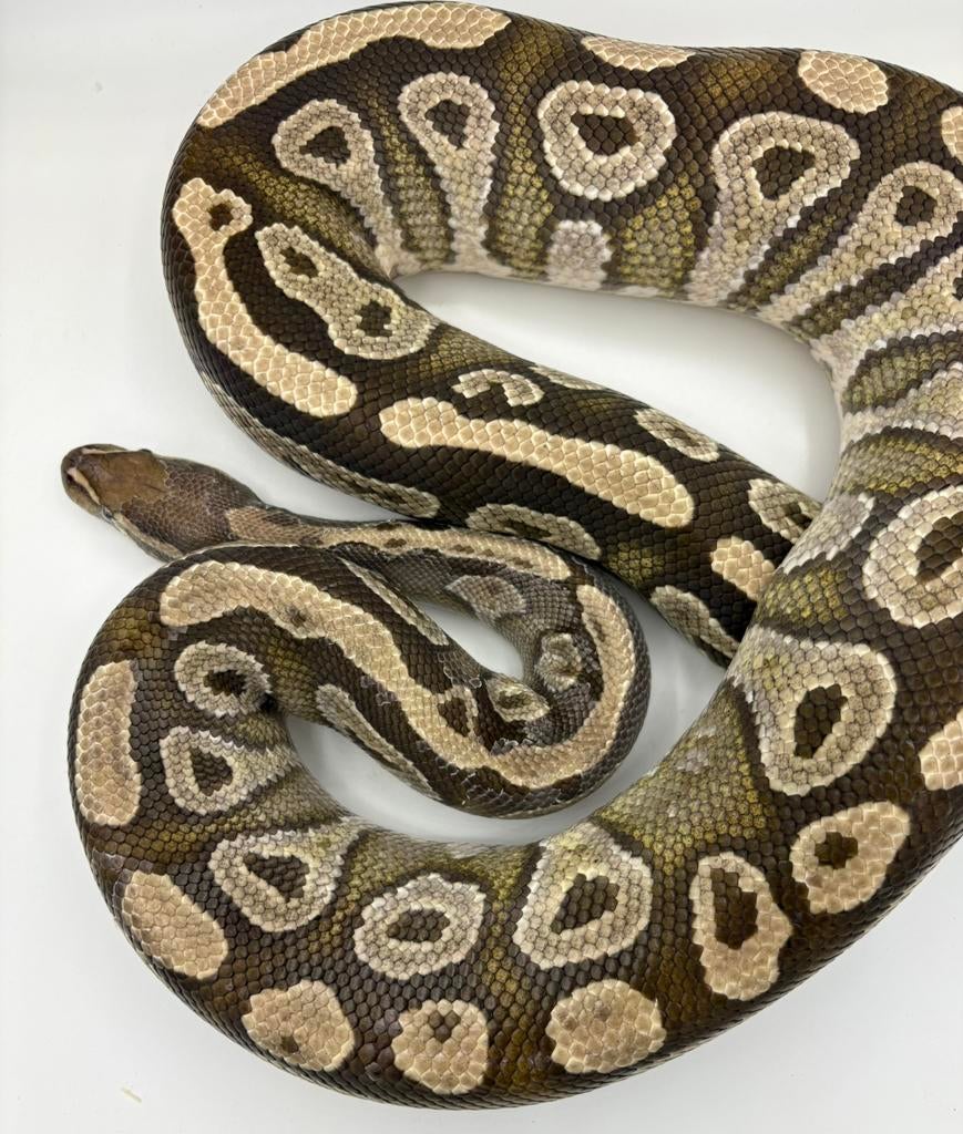Kweekman Mojave dh Hypo Puzzle koningspython ballpython Ball Python - female for sale from willems