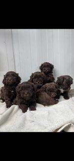 Klein type Maltipoo pups! Meerdere kleuren, Poedel, Parvo, Nederland, 8 tot 15 weken