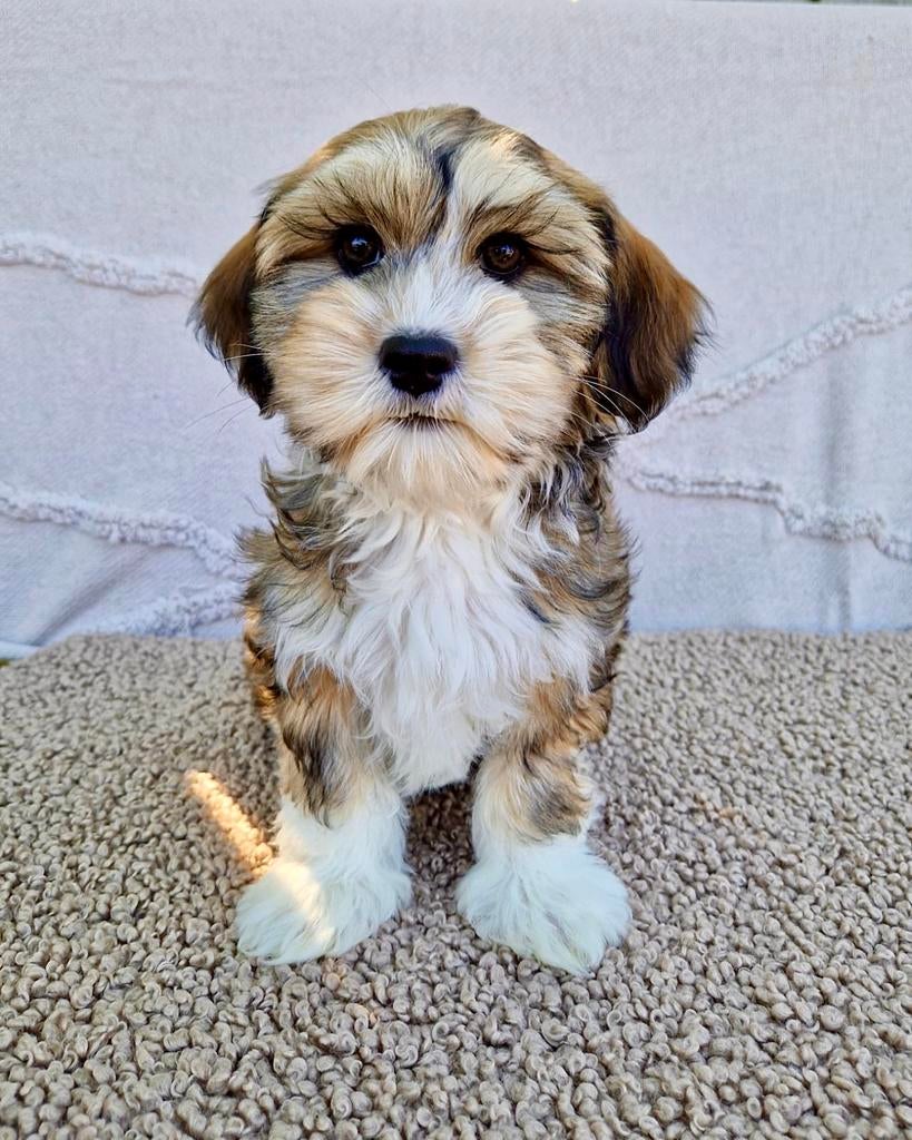 Boomer pups, Dieren en Toebehoren, Parvo, Nederland, Overige rassen, 8 tot 15 weken