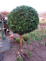 Conifeer te koop - ca. 10 jaar oud, mooie vorm, Tuin en Terras, Ophalen of Verzenden