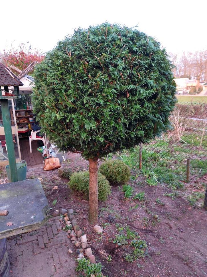 Conifeer te koop - ca. 10 jaar oud, mooie vorm, Tuin en Terras, Planten | Tuinplanten, Ophalen of Verzenden