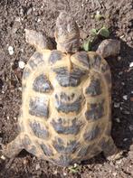 Vier tenen schilpad man, Dieren en Toebehoren, Reptielen en Amfibieën