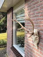 Compact Edelhert Gewei Jacht Trofee Mancave Jacht Hut g24, Ophalen, Zo goed als nieuw, Hert, Gewei of Kop