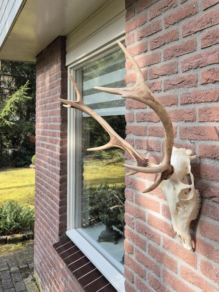 Compact Edelhert Gewei Jacht Trofee Mancave Jacht Hut g24, Verzamelen, Dierenverzamelingen, Zo goed als nieuw, Gewei of Kop, Hert