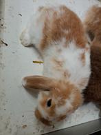 Jonge hangoordwergkonijn man 8 weken mag bij de moeder weg, Mannelijk, Dwerg