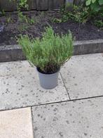 Oregano plantjes.     Per plant voor 5€, Ophalen, Vaste plant, Kruiden, Volle zon
