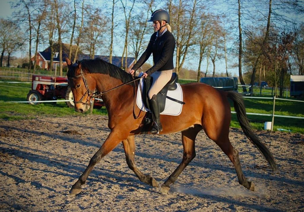 Knappe talentvolle 5 jarige ruin, Dieren en Toebehoren, Paarden, Ruin, Dressuurpaard