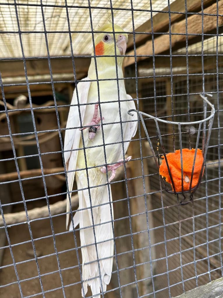 Valkparkiet, Dieren en Toebehoren, Vogels | Parkieten en Papegaaien, Mannelijk, Parkiet, Tam