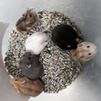 Dwerghamsters, Hamster, Januari, Meerdere dieren, Tam