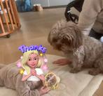 ShiPoo’s ( mini Labradoodle) puppies verwacht., Dieren en Toebehoren, Parvo, Overige rassen, 8 tot 15 weken, Meerdere