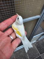 Parva mooie gezonde pop  Zitten buiten, Dieren en Toebehoren, Vrouwelijk