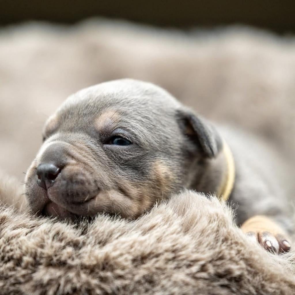 American Bully XL, Dieren en Toebehoren, Parvo, Overige rassen, 8 tot 15 weken, Meerdere