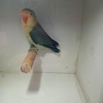 Fischeri, Geslacht onbekend, Dwergpapegaai of Agapornis, Geringd