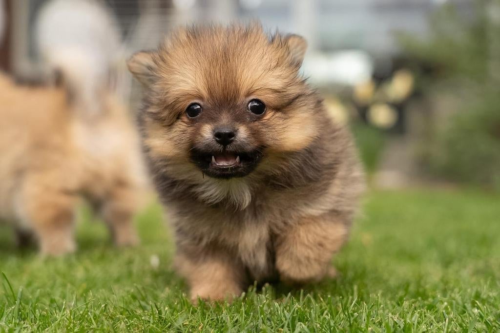 Pomchi Pups, Dieren en Toebehoren, Honden | Poolhonden, Keeshonden en Oertypen, Meerdere, Nederland, Particulier, Reu