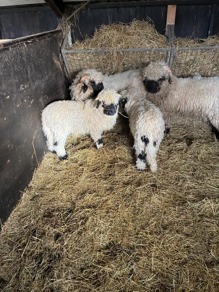 Walliser Schwarznase ram lam, Mannelijk, Schaap