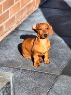 Teckel pup, Standaard, 15 weken tot 1 jaar, Korthaar, Teef