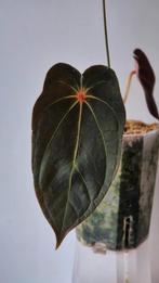 Anthurium Red spider x self cutting, Huis en Inrichting, Ophalen of Verzenden, Halfschaduw, Minder dan 100 cm