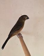 twatwa / twa twa jongeman, Mannelijk, Tropenvogel, Geringd