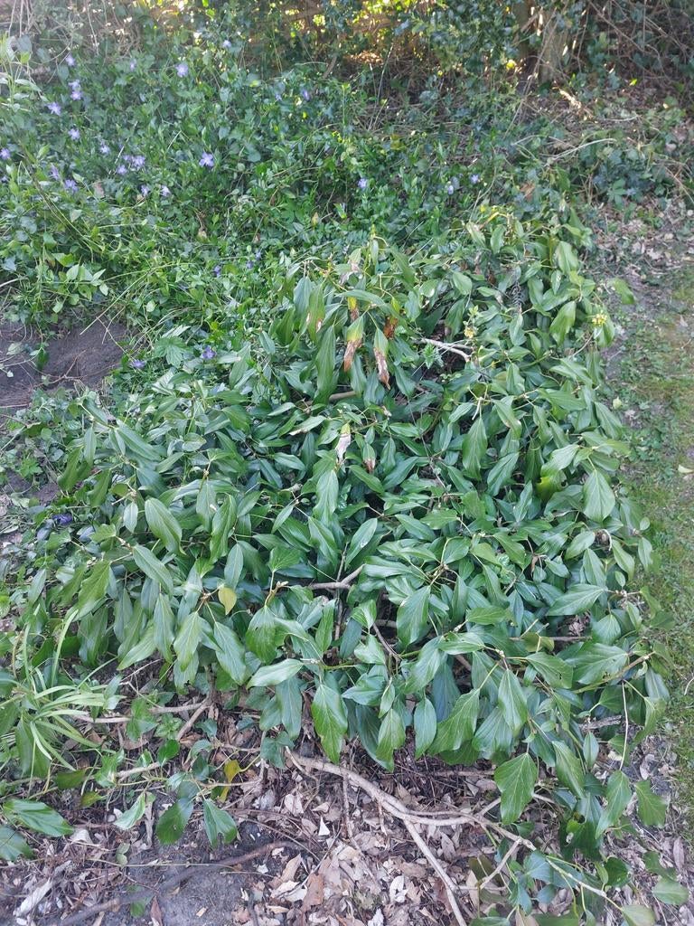 Hedera colchica (Klimop) - zelf uitgraven, 1x2m, Ophalen