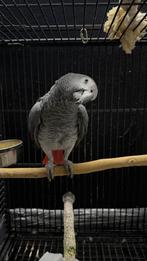 Te koop: Afrikaanse grijze papegaai, Dieren en Toebehoren, Mannelijk, Papegaai, Tam