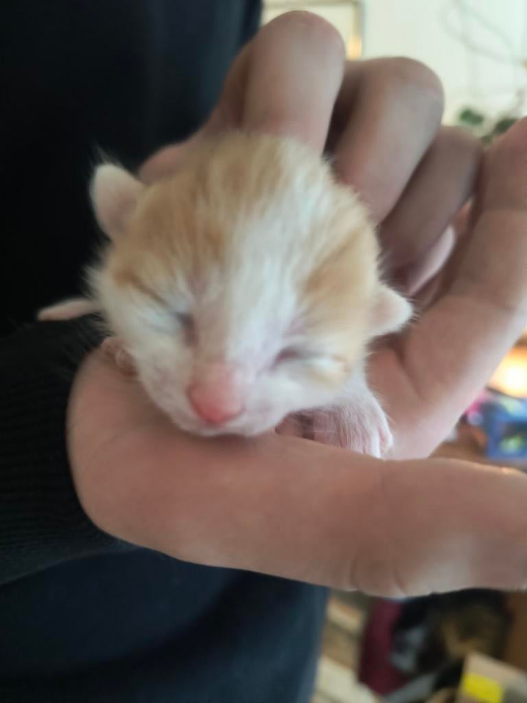 Kittens geboren! ️, Geslacht onbekend, Kortharig, 0 tot 2 jaar