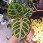 Anthurium MBR x Mystic, Huis en Inrichting, Ophalen of Verzenden, Halfschaduw, Minder dan 100 cm