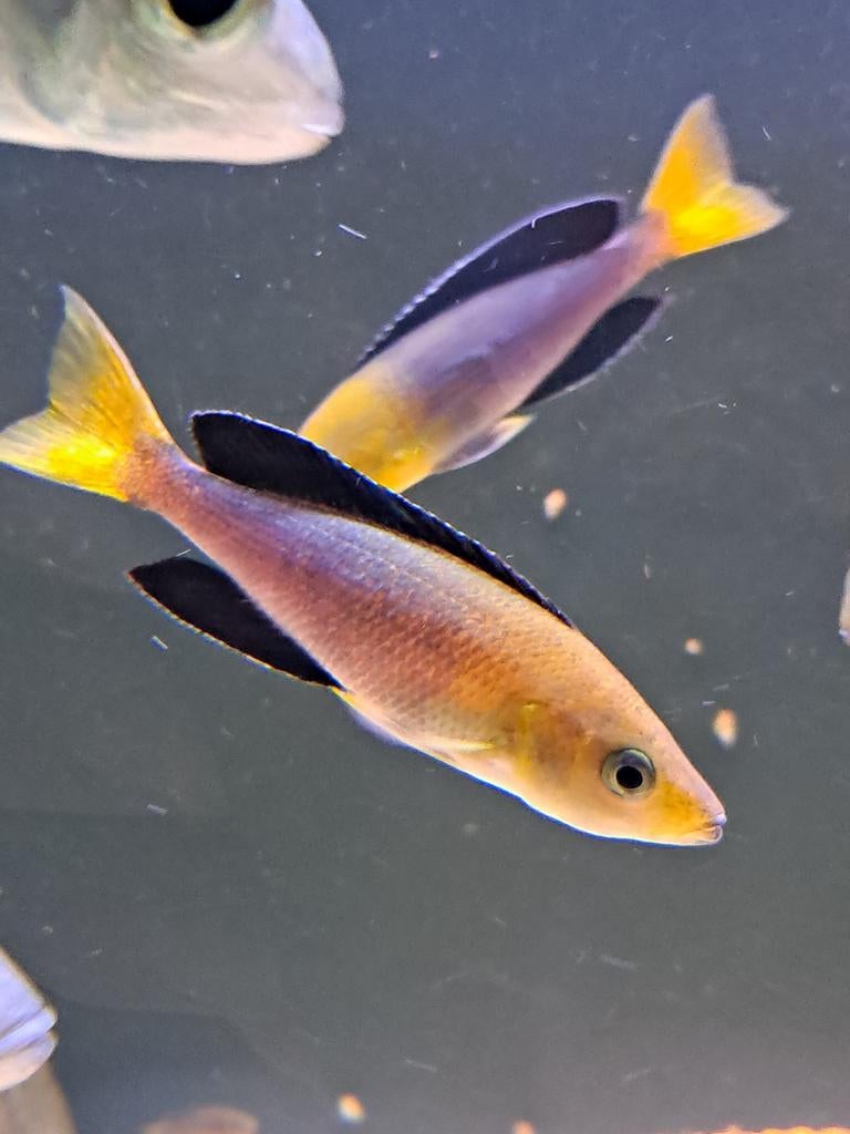 Cyprichromis leptosoma jumbo tricolor WV WF  tanganyika, Dieren en Toebehoren, Vissen | Aquariumvissen, Vis