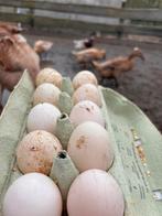 Broedeieren: eend, kalkoen en kip (hobbyboerderij), Dieren en Toebehoren, Pluimvee, Geslacht onbekend, Kalkoen
