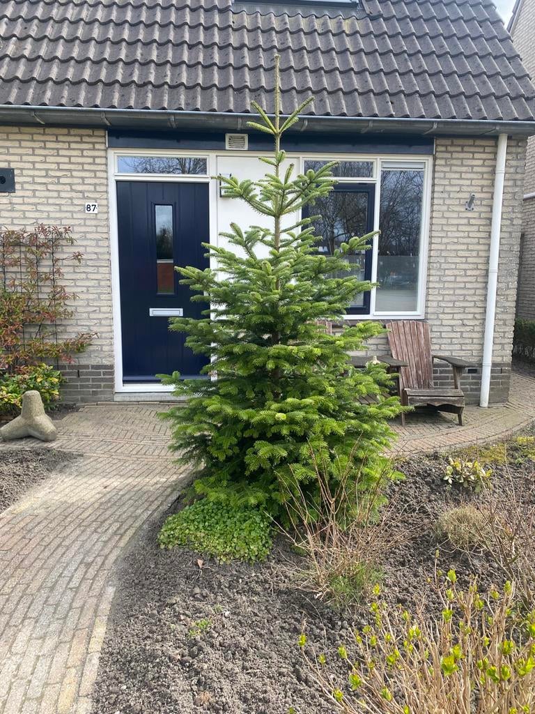 Boom, Spar, Nordmann, ongeveer 2,50 m. In gezonde staat, Bloeit niet, Overige soorten, 100 tot 250 cm, Ophalen