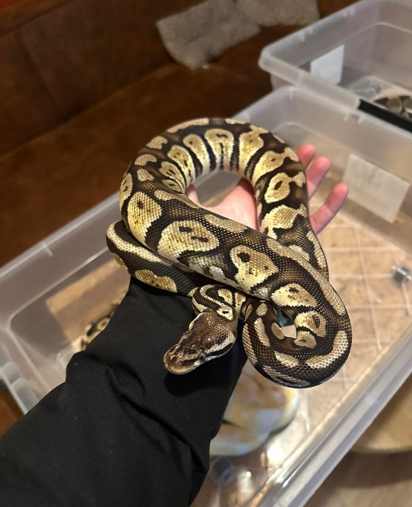 Ball python man Ball Python - male for sale from C
