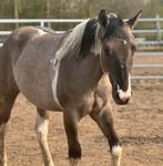 Super brave Prachtige Paint, Dieren en Toebehoren, Minder dan 160 cm, Met stamboom, 0 tot 2 jaar, Hengst