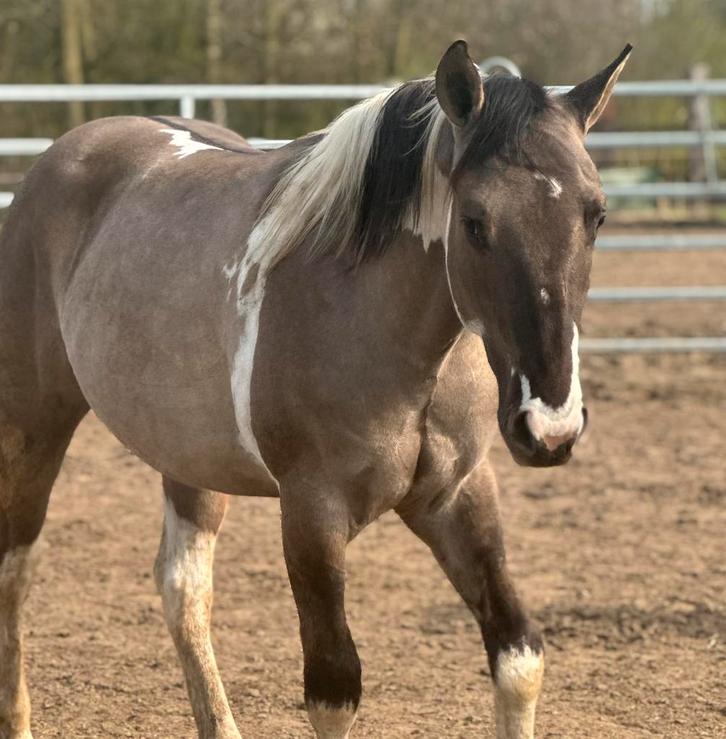 Super brave Prachtige Paint, Dieren en Toebehoren, Paarden, Hengst, Onbeleerd, Minder dan 160 cm, 0 tot 2 jaar, Westernpaard, Met stamboom