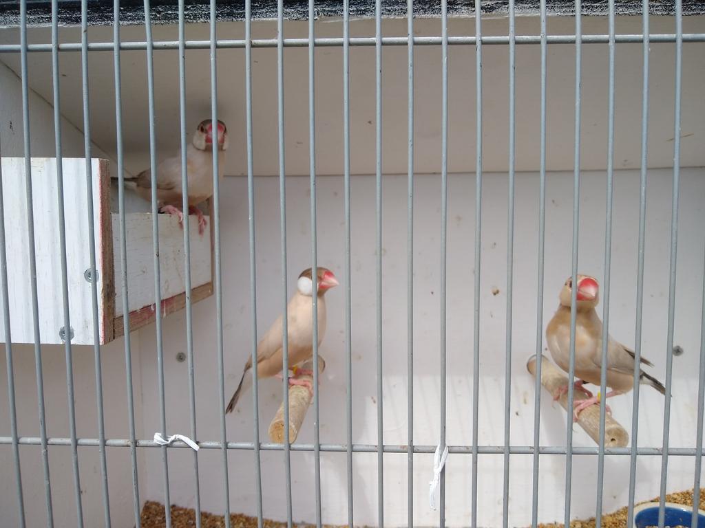 Rijstvogels mokka, Dieren en Toebehoren, Meerdere dieren, Tropenvogel, Geringd