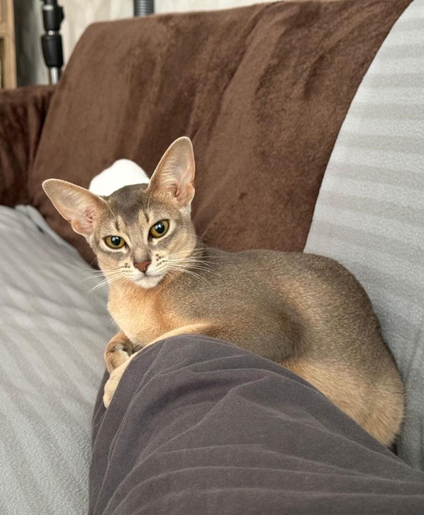 Abessijn te koop, Poes, Met stamboom, 0 tot 2 jaar