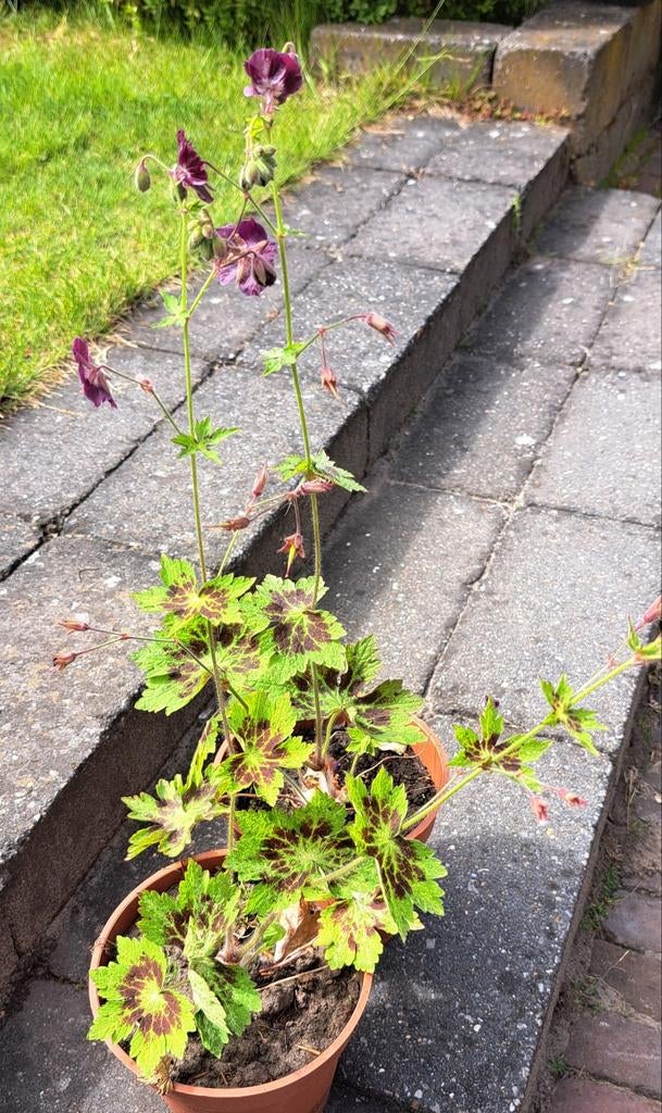 Diversen Geraniums ( vaste planten), Ophalen, Bodembedekkers, Halfschaduw