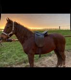 Thorowgood dressuur zadel 17inch, Dieren en Toebehoren, Ophalen of Verzenden, Dressuur