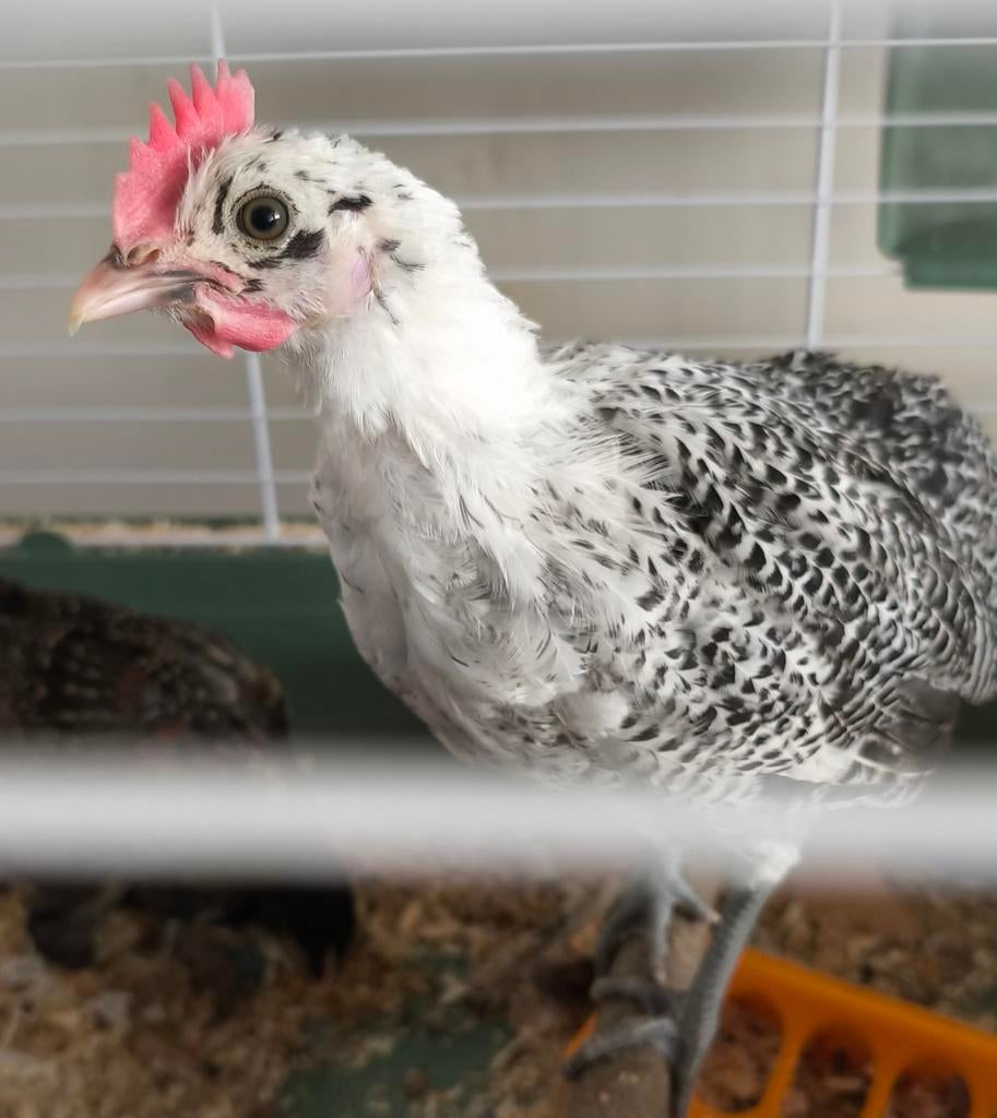 Friese hoen haan  gratis, Mannelijk, Kip