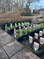 Prachtige tuinplanten / Scherpe prijzen / Zaterdag geopend🌿, Ophalen of Verzenden, Vaste plant, Overige soorten