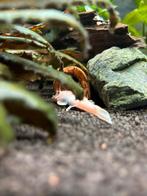 Ancistrus snow white man, Vis